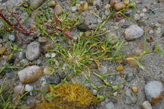 Sporobolus aculeatus