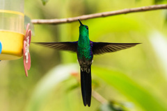 Thalurania watertonii