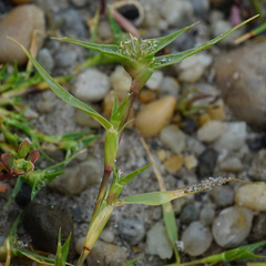 Sporobolus aculeatus