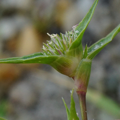 Sporobolus aculeatus