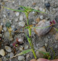 Sporobolus aculeatus