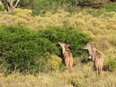 Vachellia kosiensis