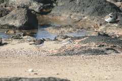 Charadrius alexandrinus