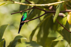 Thalurania watertonii