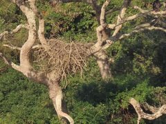Stephanoaetus coronatus