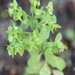 photo of Petty Spurge (Euphorbia peplus)