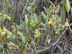 Epidendrum rugulosum