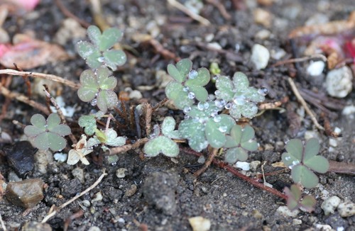 photo of Creeping Woodsorrel (Oxalis corniculata)