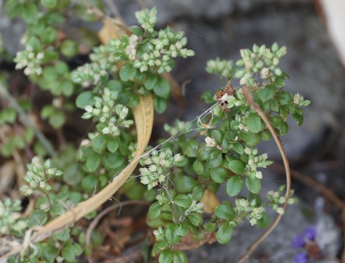 photo of Fourleaf Manyseed (Polycarpon tetraphyllum)