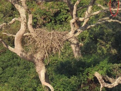 Stephanoaetus coronatus