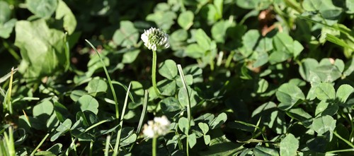 photo of White Clover (Trifolium repens)