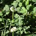 photo of White Clover (Trifolium repens)