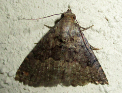Eublemma nigrivitta
