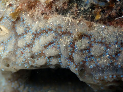 Aplidium asperum