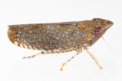 Scaphytopius magdalensis