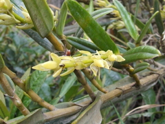 Epidendrum rugulosum