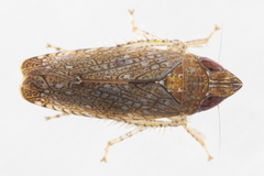 Scaphytopius magdalensis