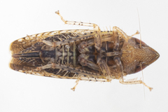 Scaphytopius magdalensis