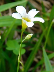 Oxalis caprina