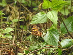 Herona marathus