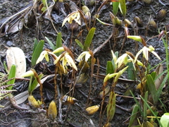 Maxillaria acuminata