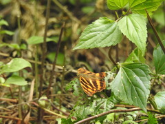 Herona marathus
