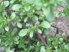 Pogogyne serpylloides