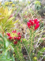 Bejaria