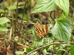 Herona marathus