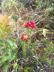 Bejaria