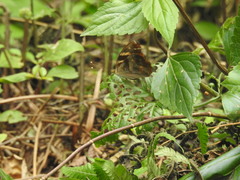 Herona marathus