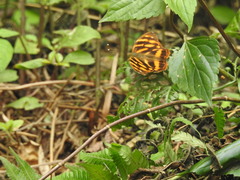 Herona marathus