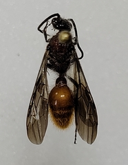 Sphaeropthalma imperialis