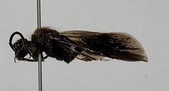 Sphaeropthalma imperialis