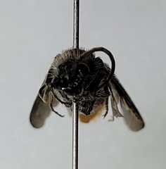 Sphaeropthalma imperialis