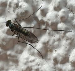 Liancalus virens