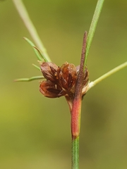 Juncus bulbosus