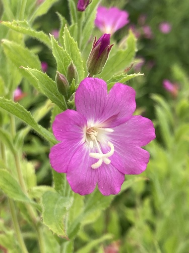 Photograph of Willowherbs