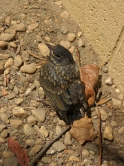 Turdus migratorius