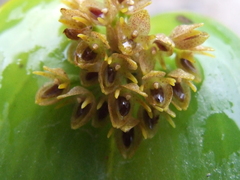 Pleurothallis canaligera