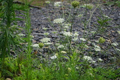 Daucus carota