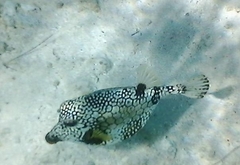 Lactophrys triqueter