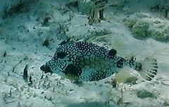 Lactophrys triqueter