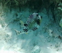 Lactophrys triqueter