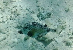 Lactophrys triqueter