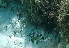 Lactophrys triqueter