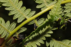 Dasineura pteridis
