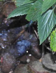 Caconeura ramburi