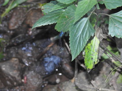 Caconeura ramburi