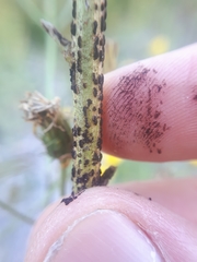 Puccinia hieracii